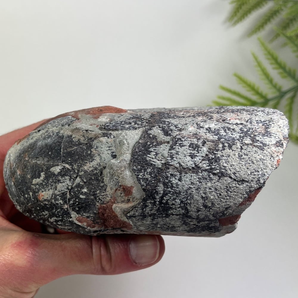 Oviraptorid Dinosaur Egg