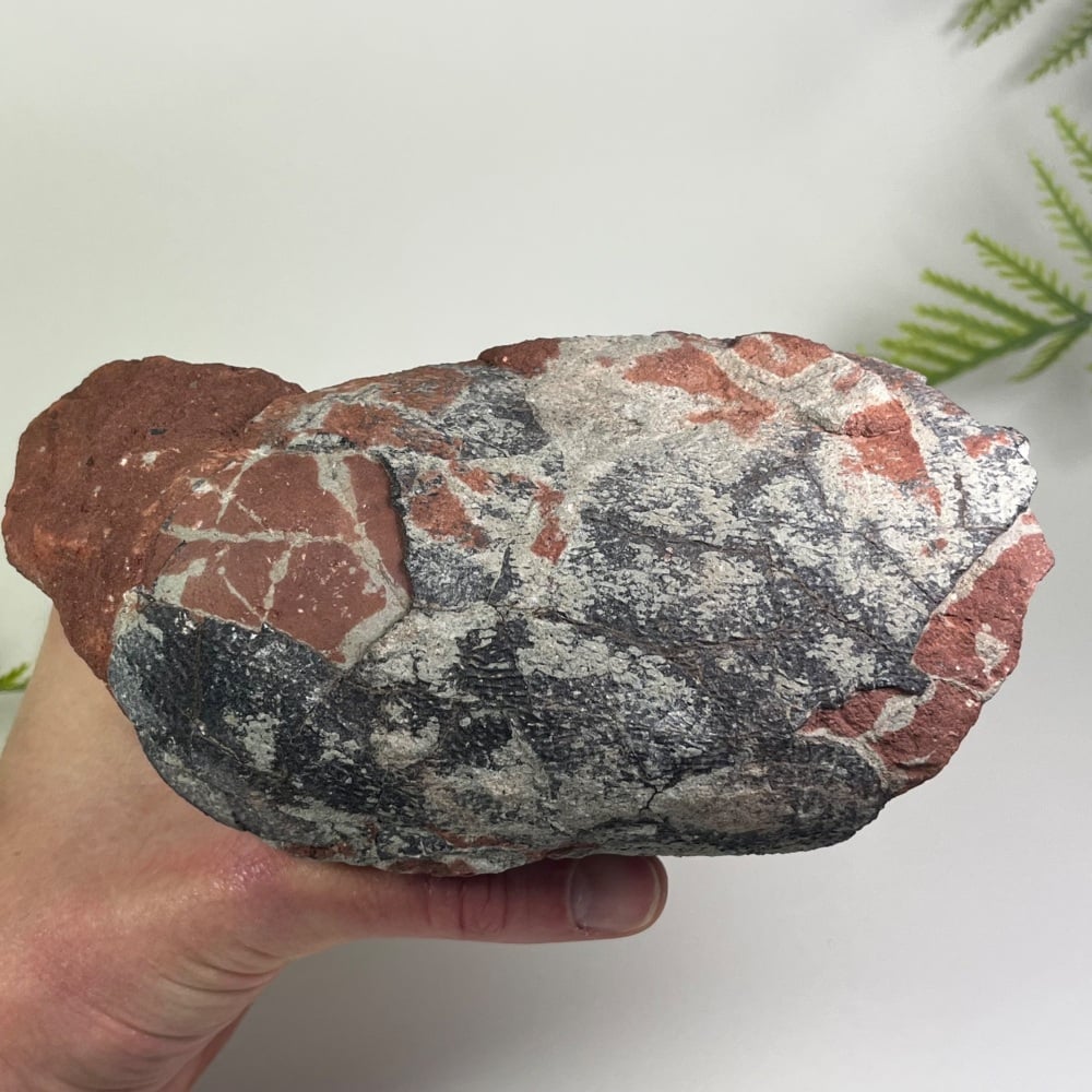 Oviraptorid Dinosaur Egg