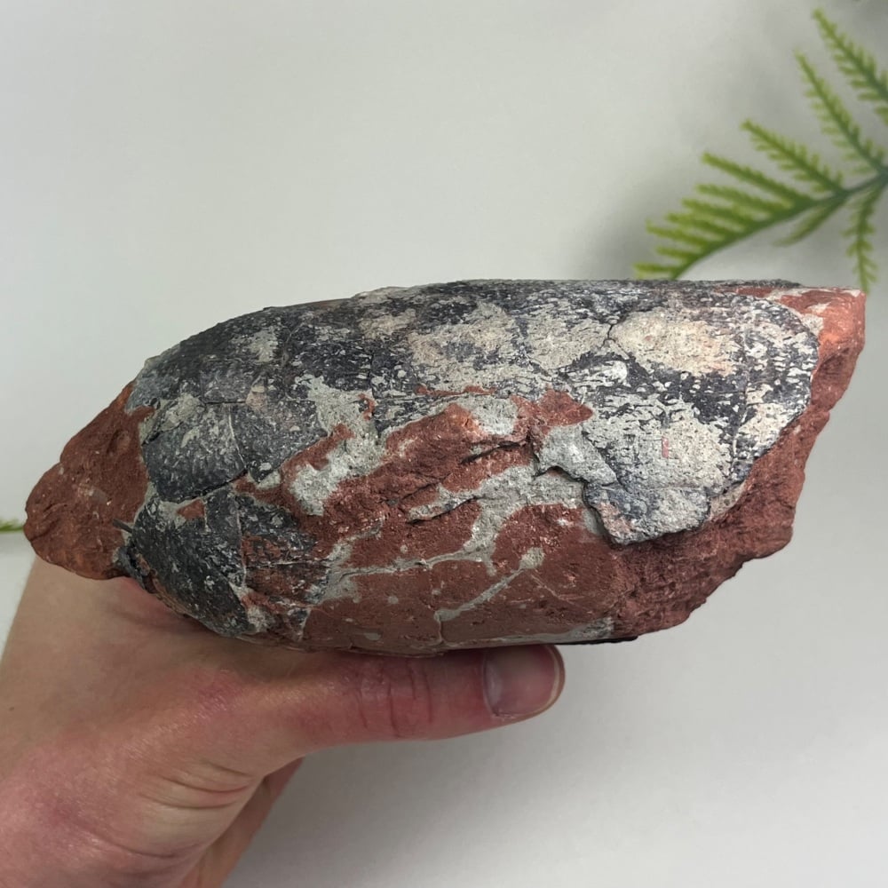 Oviraptorid Dinosaur Egg