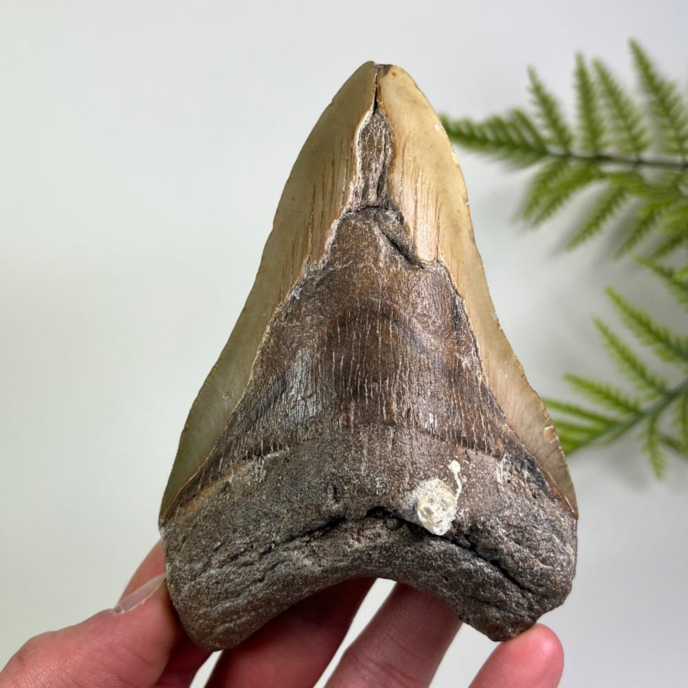 Megalodon Tooth