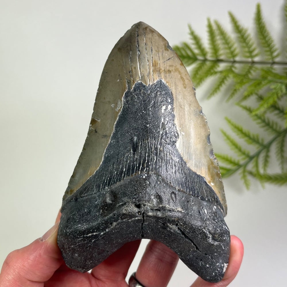 Megalodon Tooth