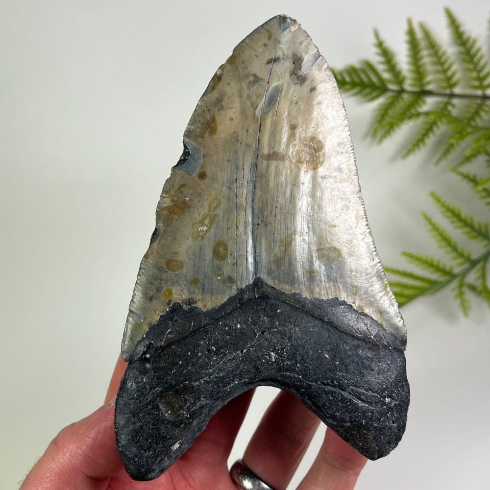 Megalodon Tooth