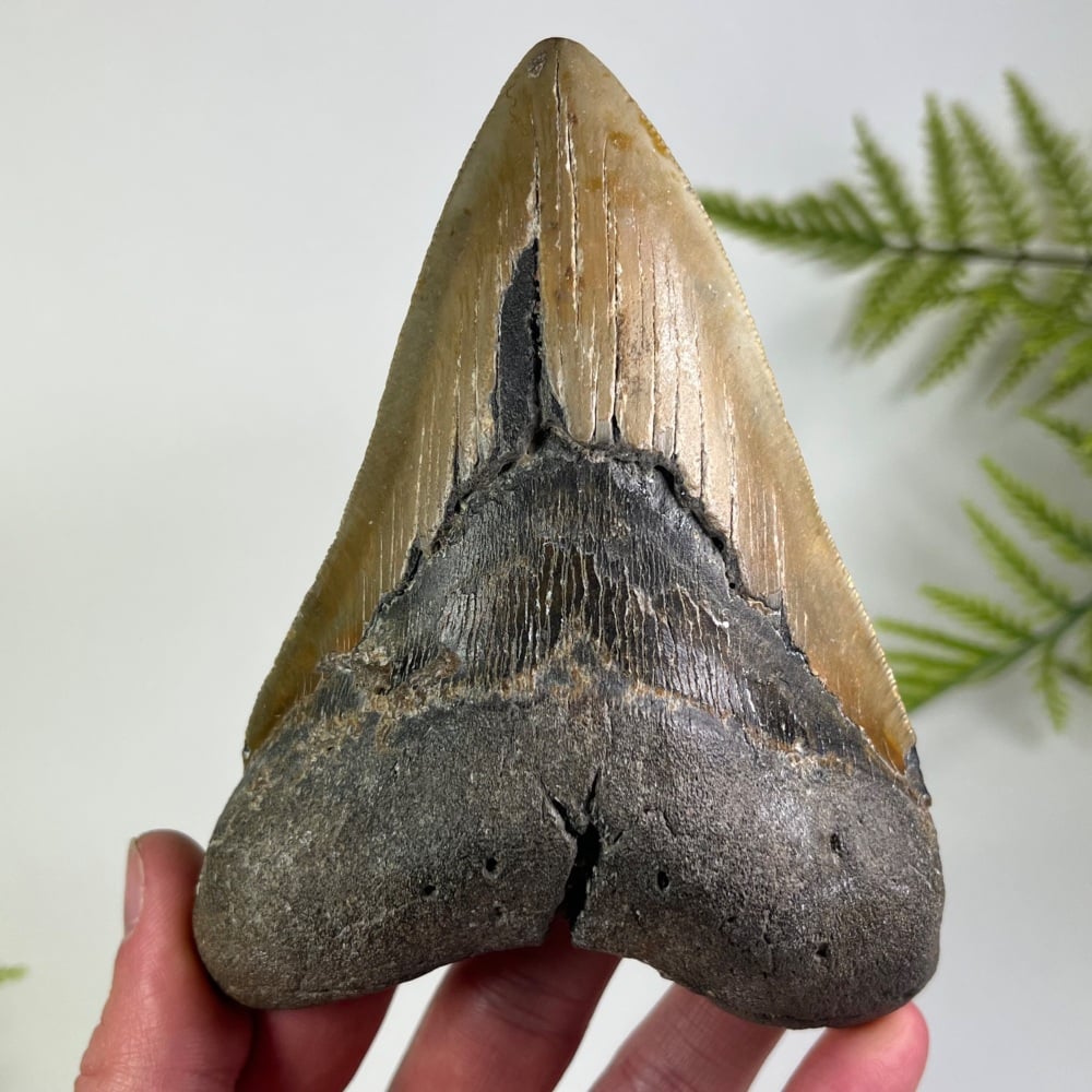 Megalodon Tooth