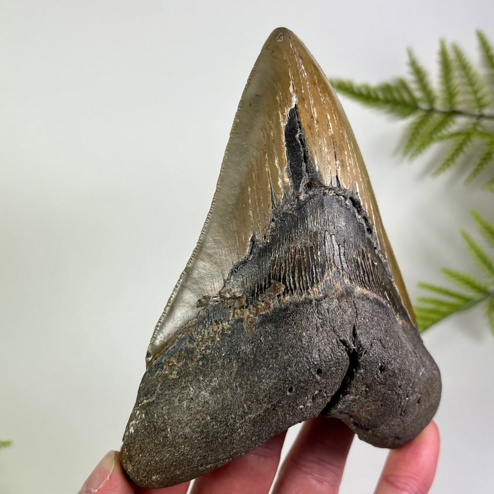 Megalodon Tooth