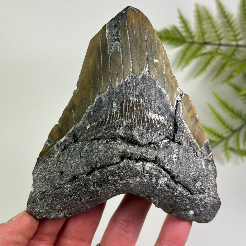 Megalodon Tooth