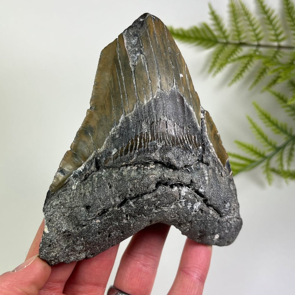 Megalodon Tooth