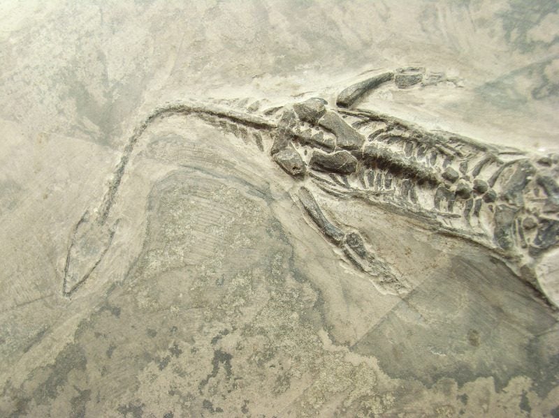 Keichousaurus Hui (K. hui) Fossil #1