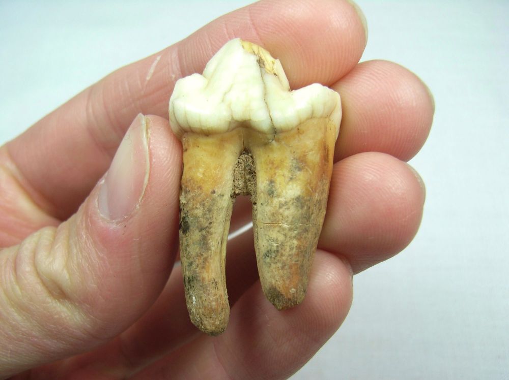 Cave Hyaena Tooth - Devon, UK #1