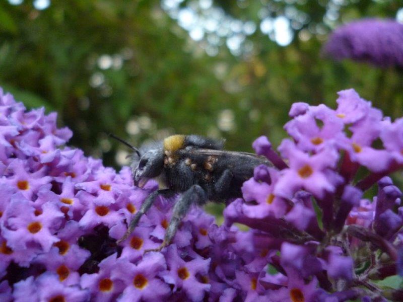 bee with mites