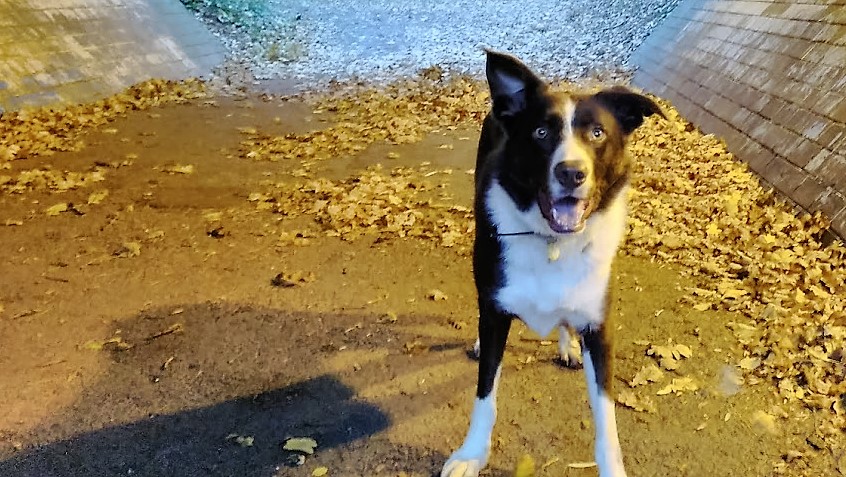 coco in an underpass