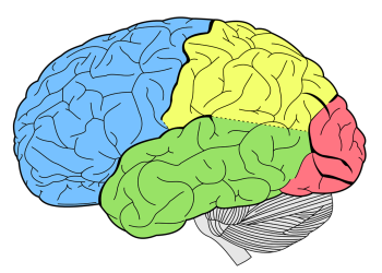Brain Drawing Colour