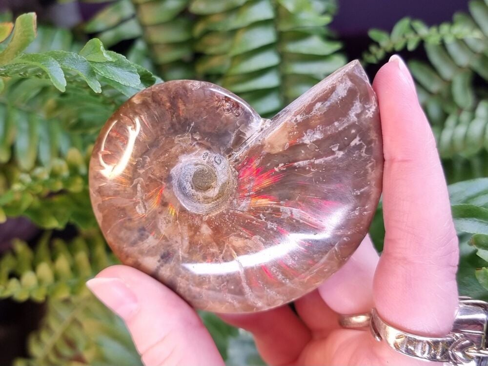 Opalized Ammonite (1)