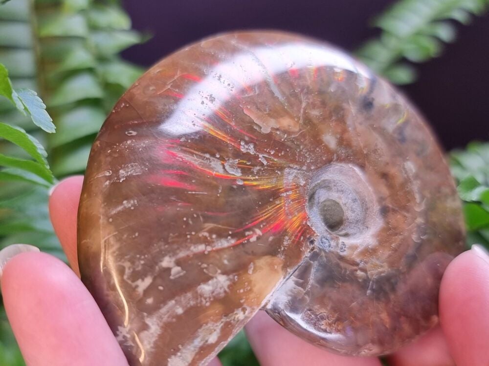 Opalized Ammonite (1)