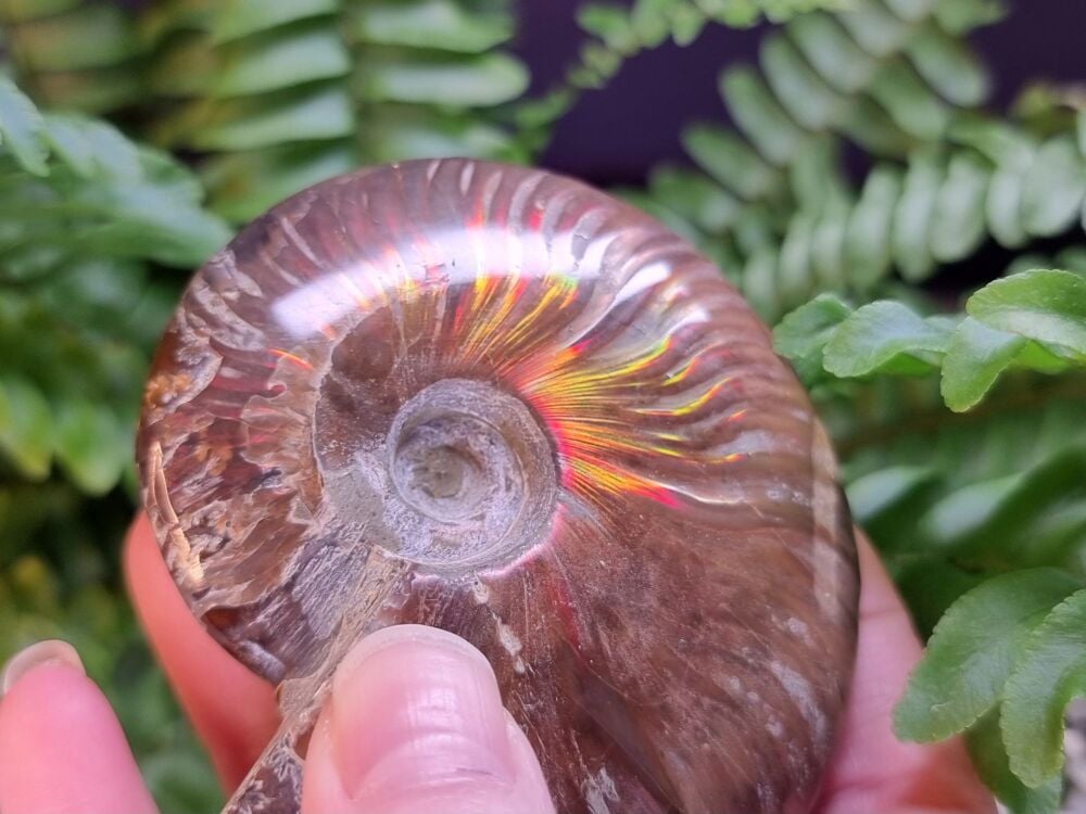 Opalized Ammonite (2)