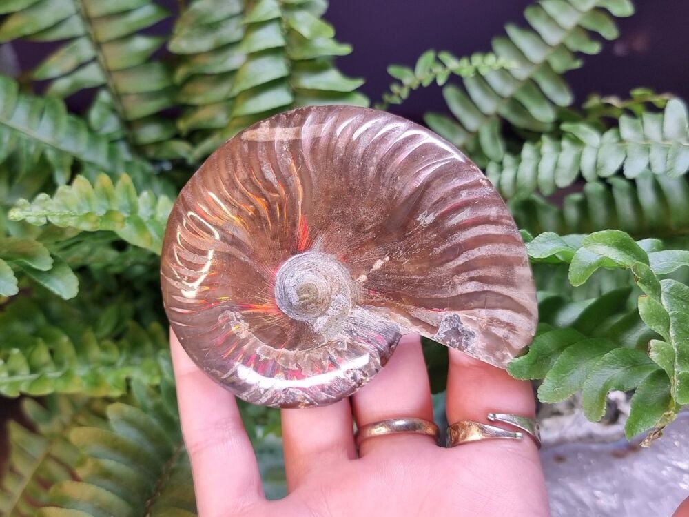 Opalized Ammonite (2)