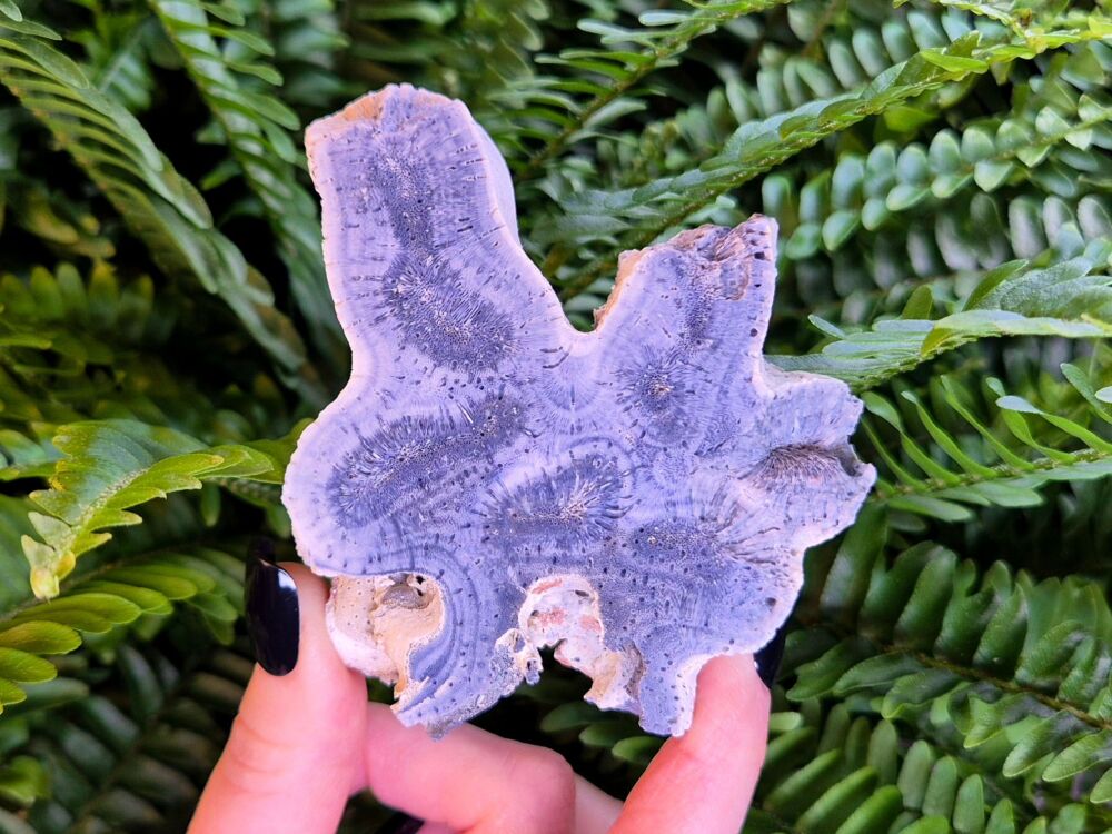 Fossilised Blue Coral Slab - Ocean Wisdom Keeper Intuitively Chosen - (Large)