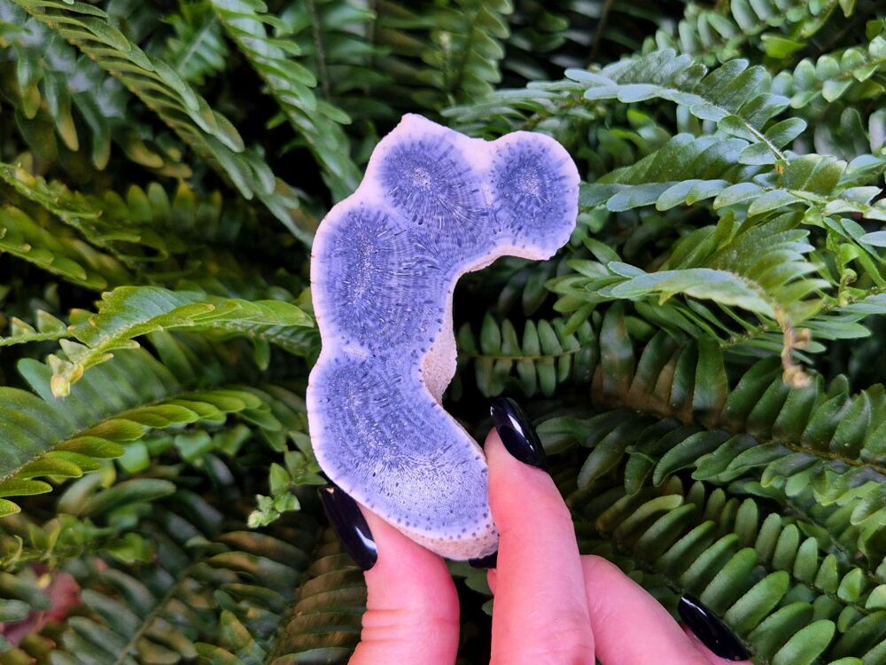 Fossilised Blue Coral Slab - Ocean Wisdom Keeper Intuitively Chosen (Small)