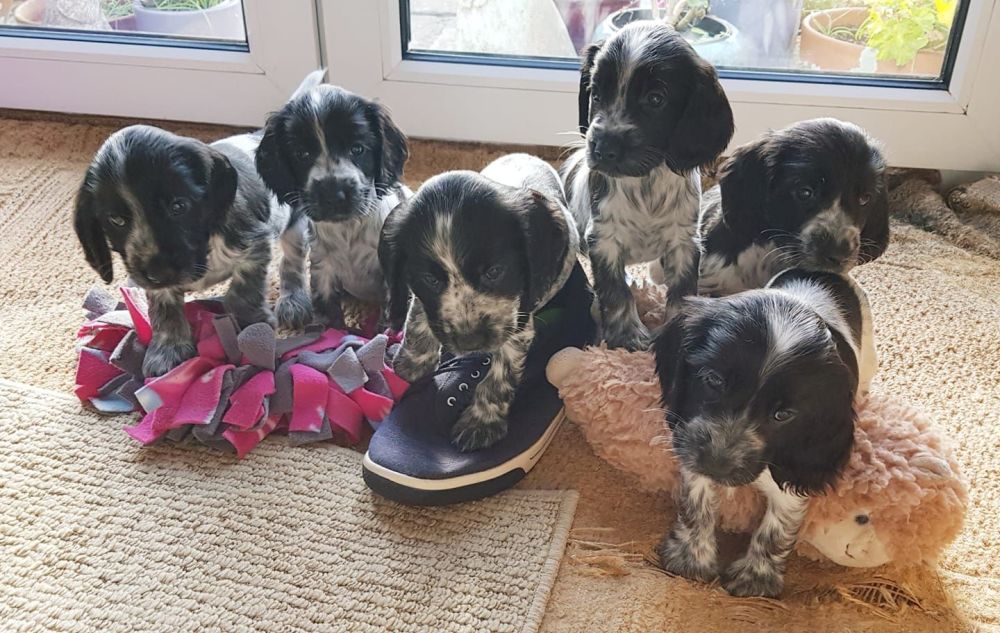 Puppies at 7 weeks old