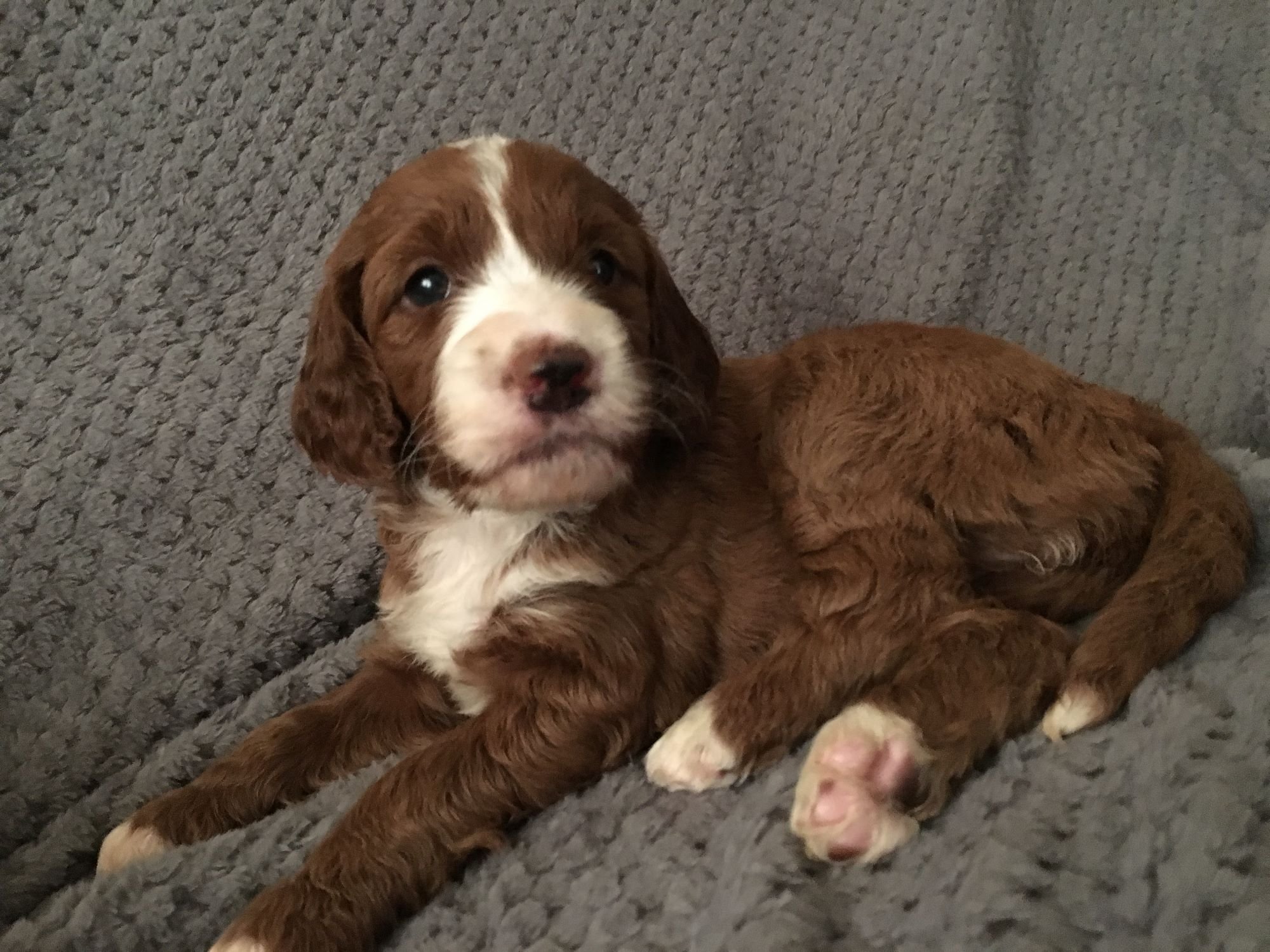 What is a Goldendoodle?