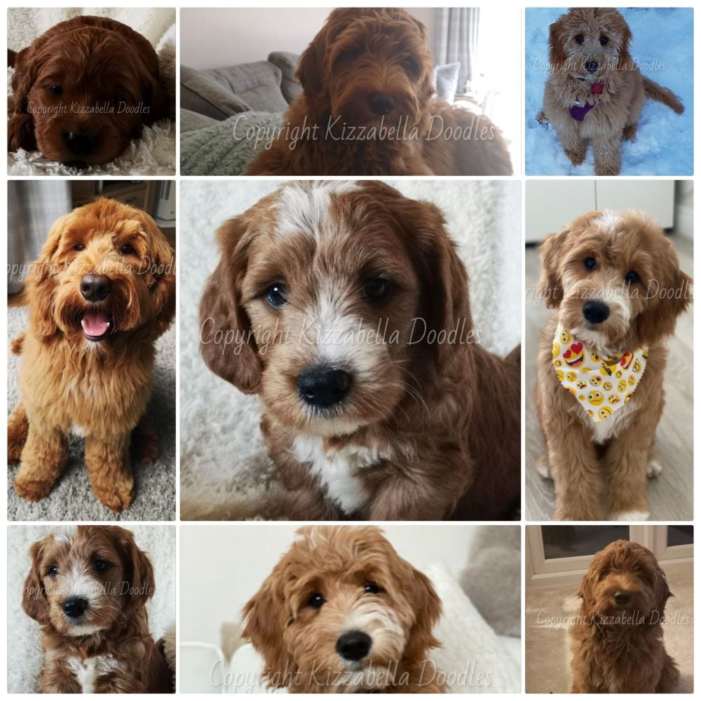 What is a Goldendoodle?