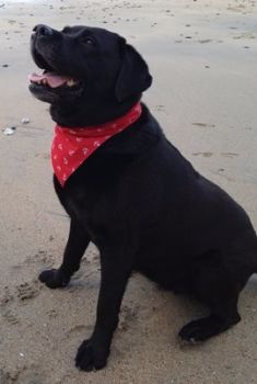 Dog Bandanas