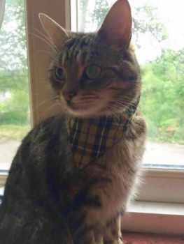 Hootchie Katz