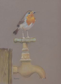 Robin - SOLD Prints and cards available