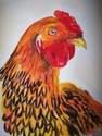 Gold Laced Wyandotte  SOLD - Prints available