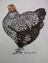 Silver Laced Wyandotte - SOLD - Prints available