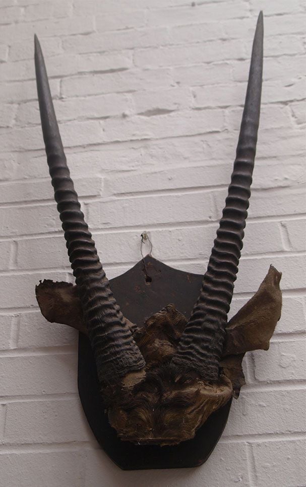 Large Antique Mounted Taxidermy Gazelle Horns -93cms