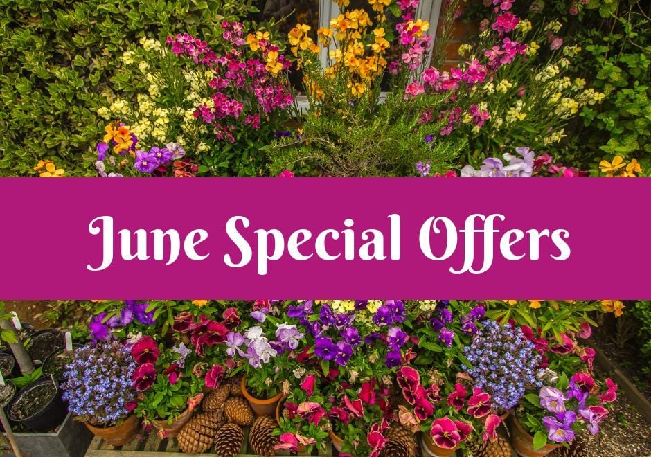 June Special offers