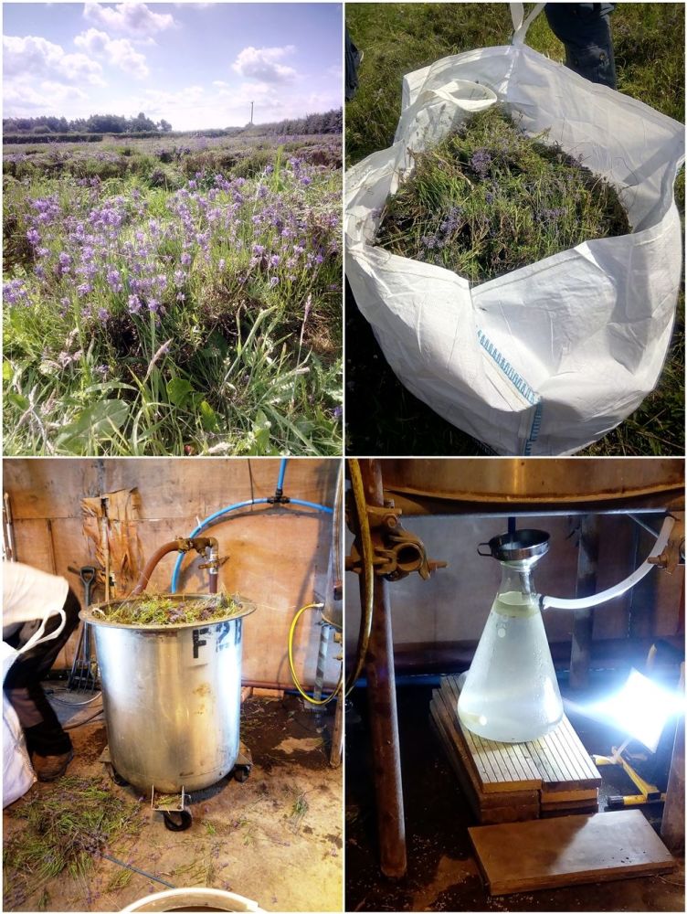 Inglenook Farm Lavender Harvest 2019