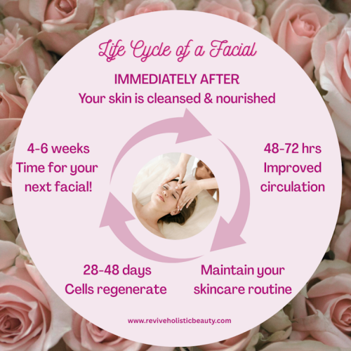 Life-Cycle-of-a-Facial Life-Cycle-of-a-Facial