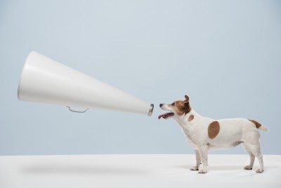 Animal Communication - a Diploma Course in connecting with animals