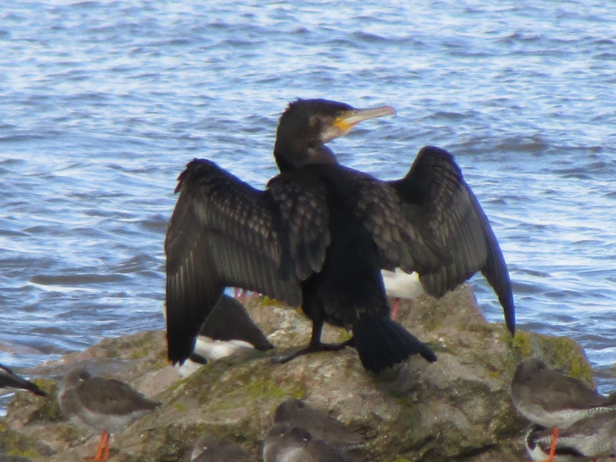 lone cormorant back shot