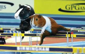 hurdling hamsters