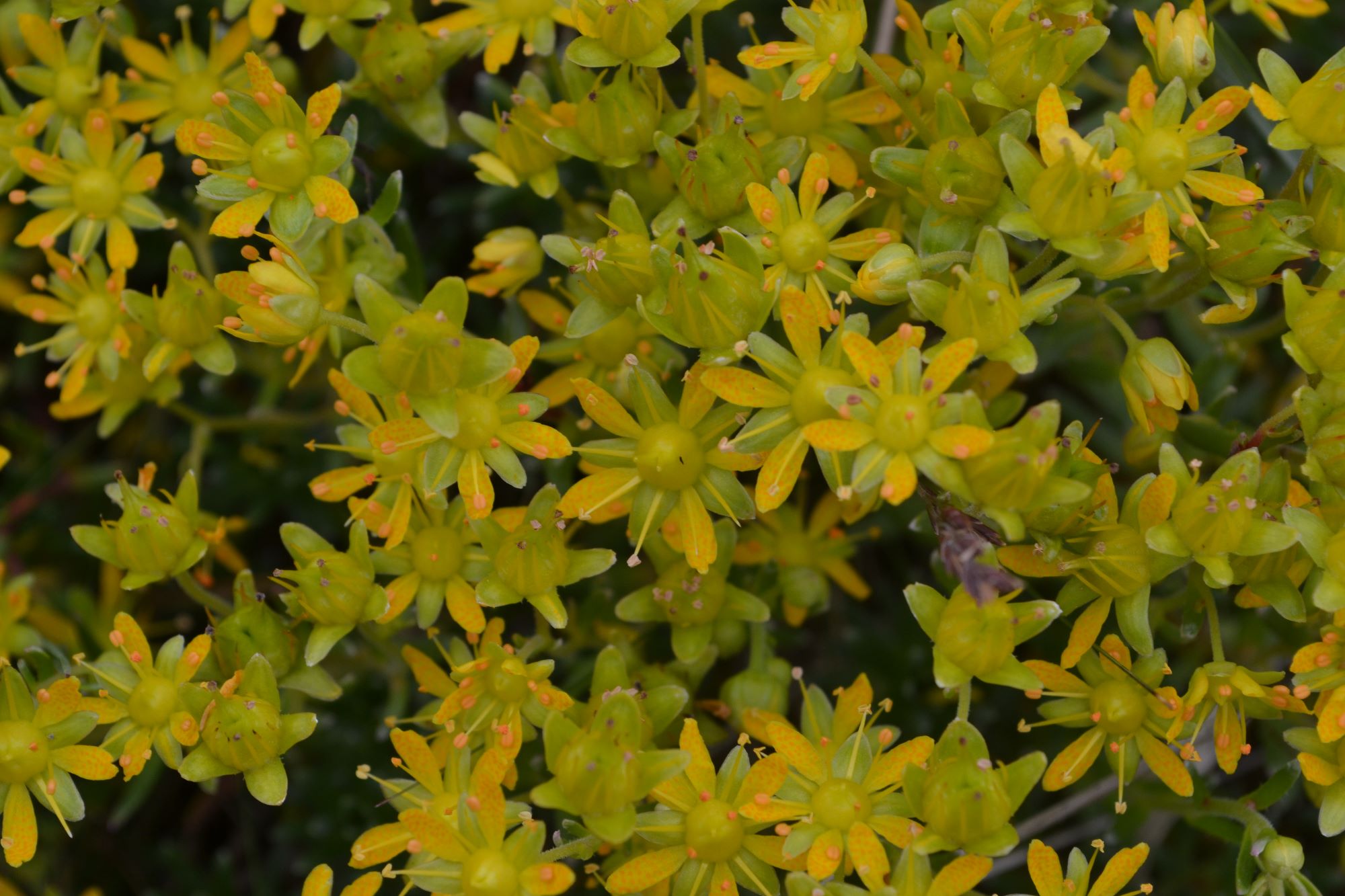 Yellow Saxifrage