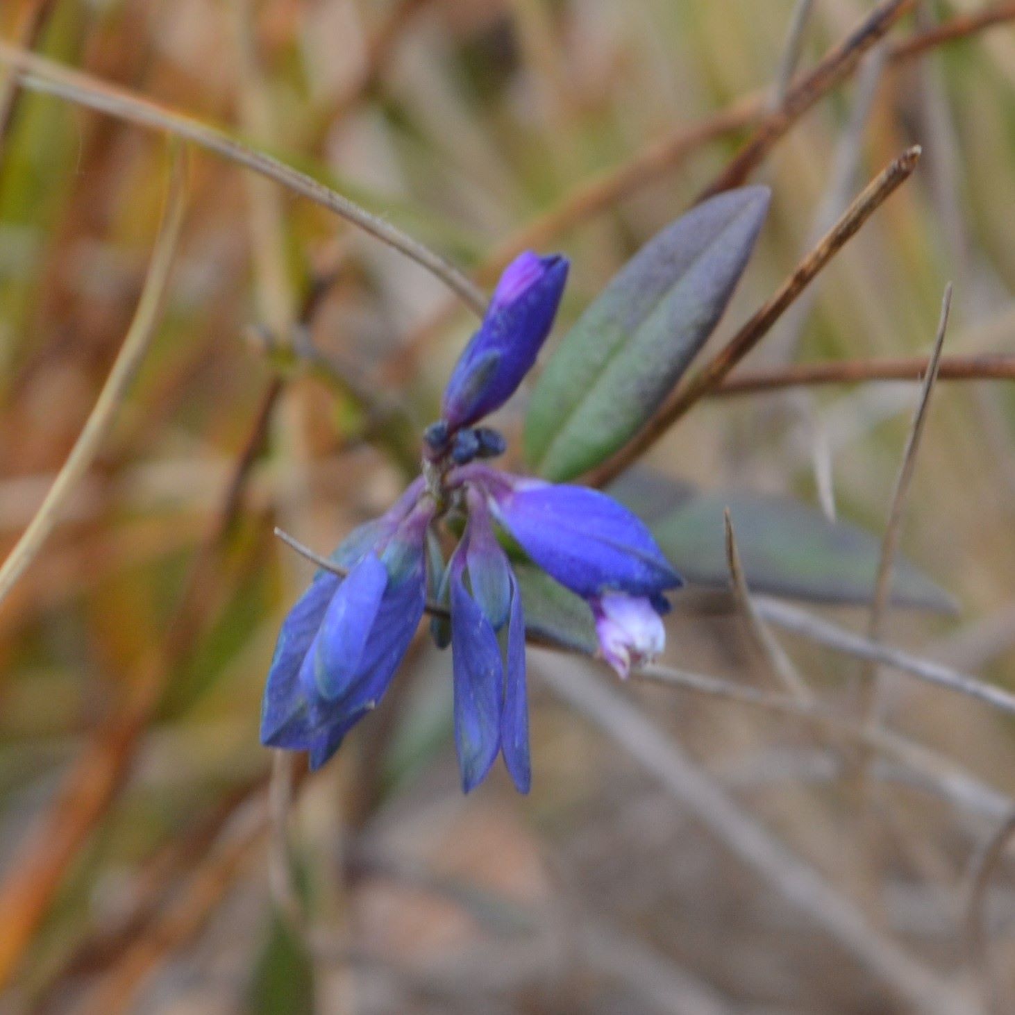 Milkwort