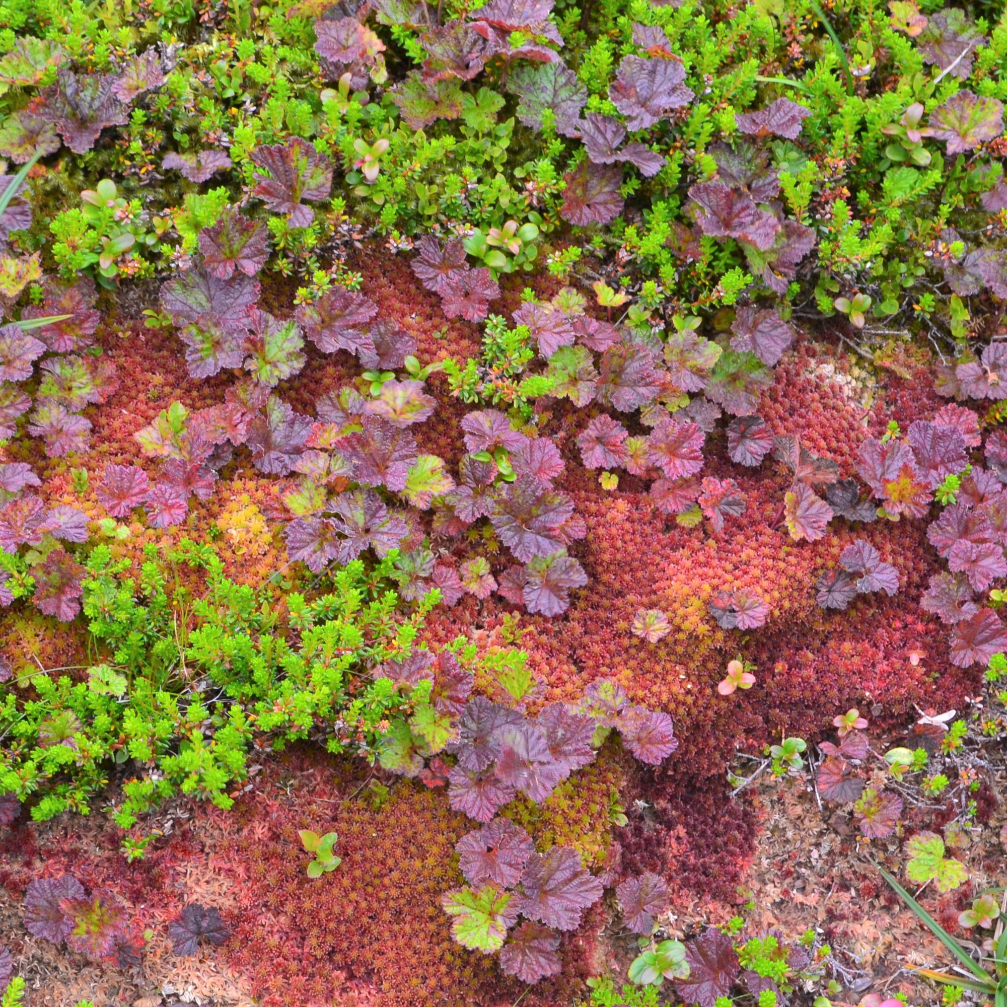 Cloudberry, crowberry and sphagnum moss