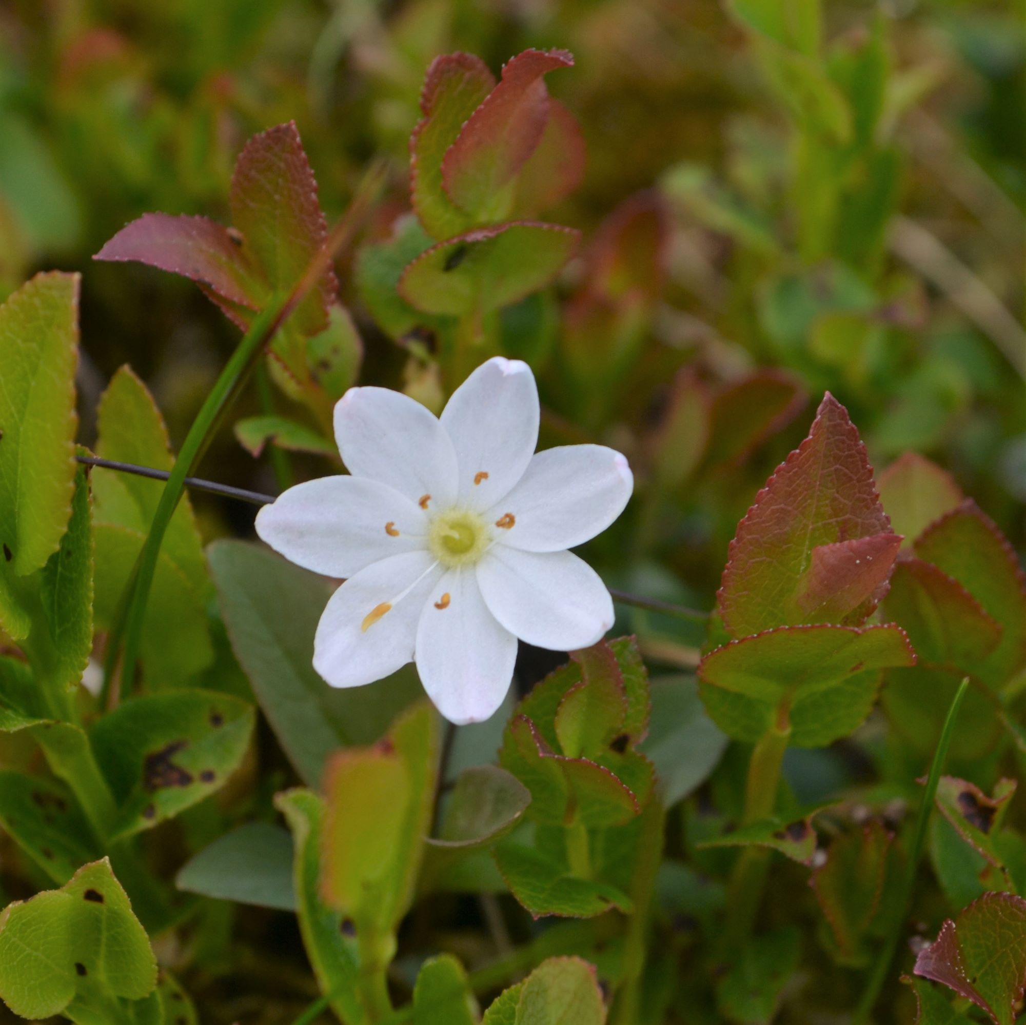 Chickweed Wintergreen