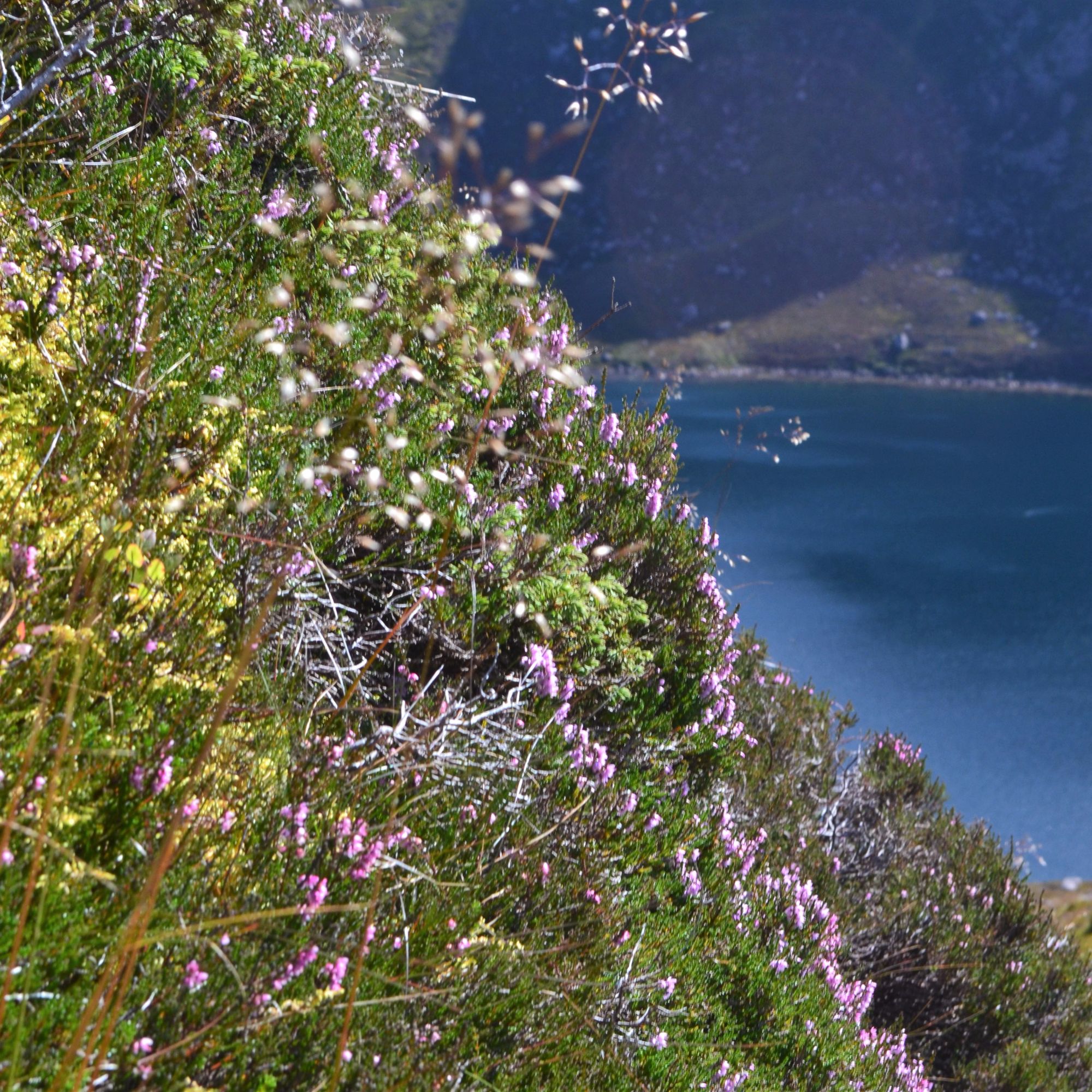 Loch Avon