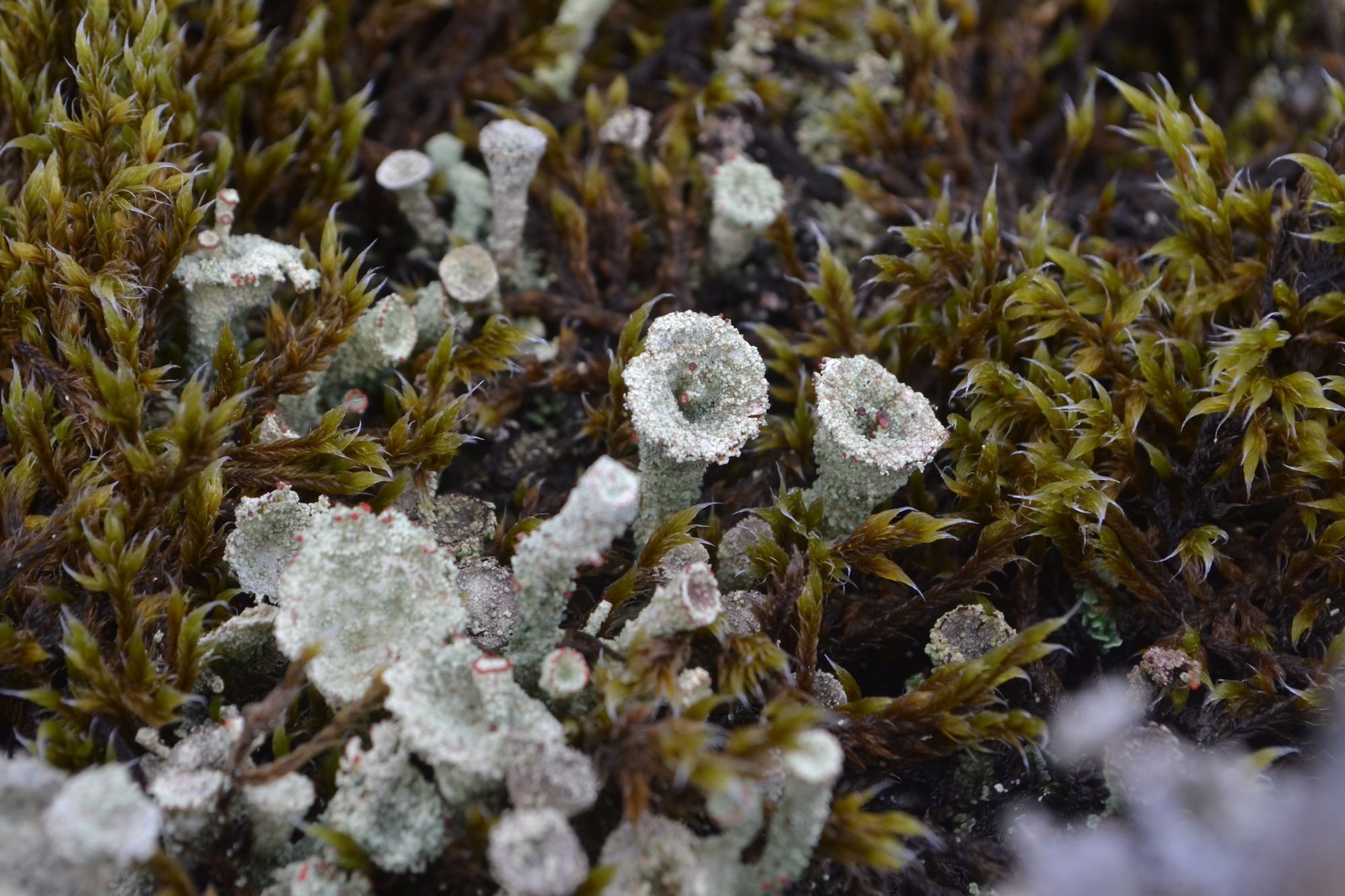 Cladonia lichen