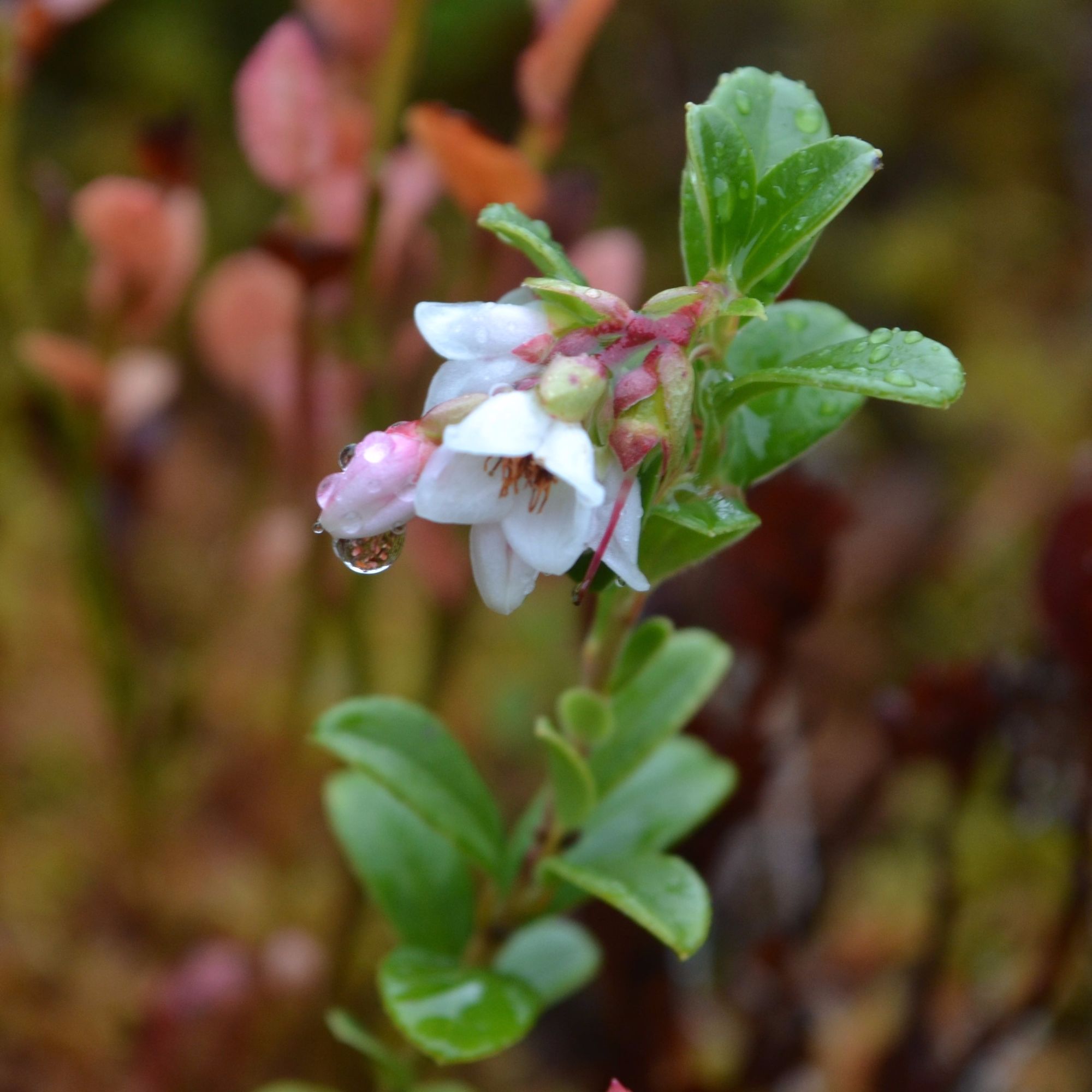 Flowers of cowberry