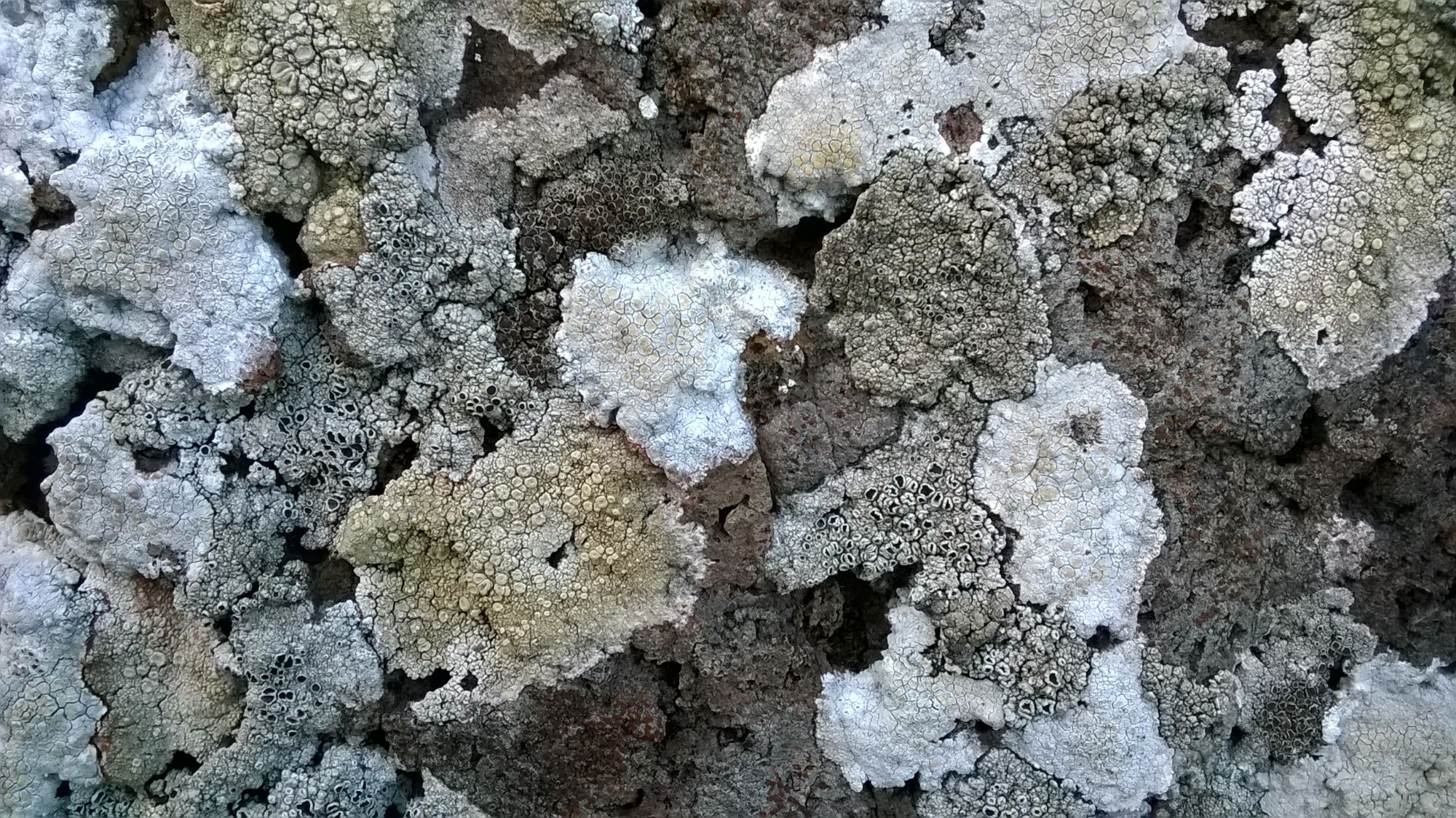 Lichens on rock