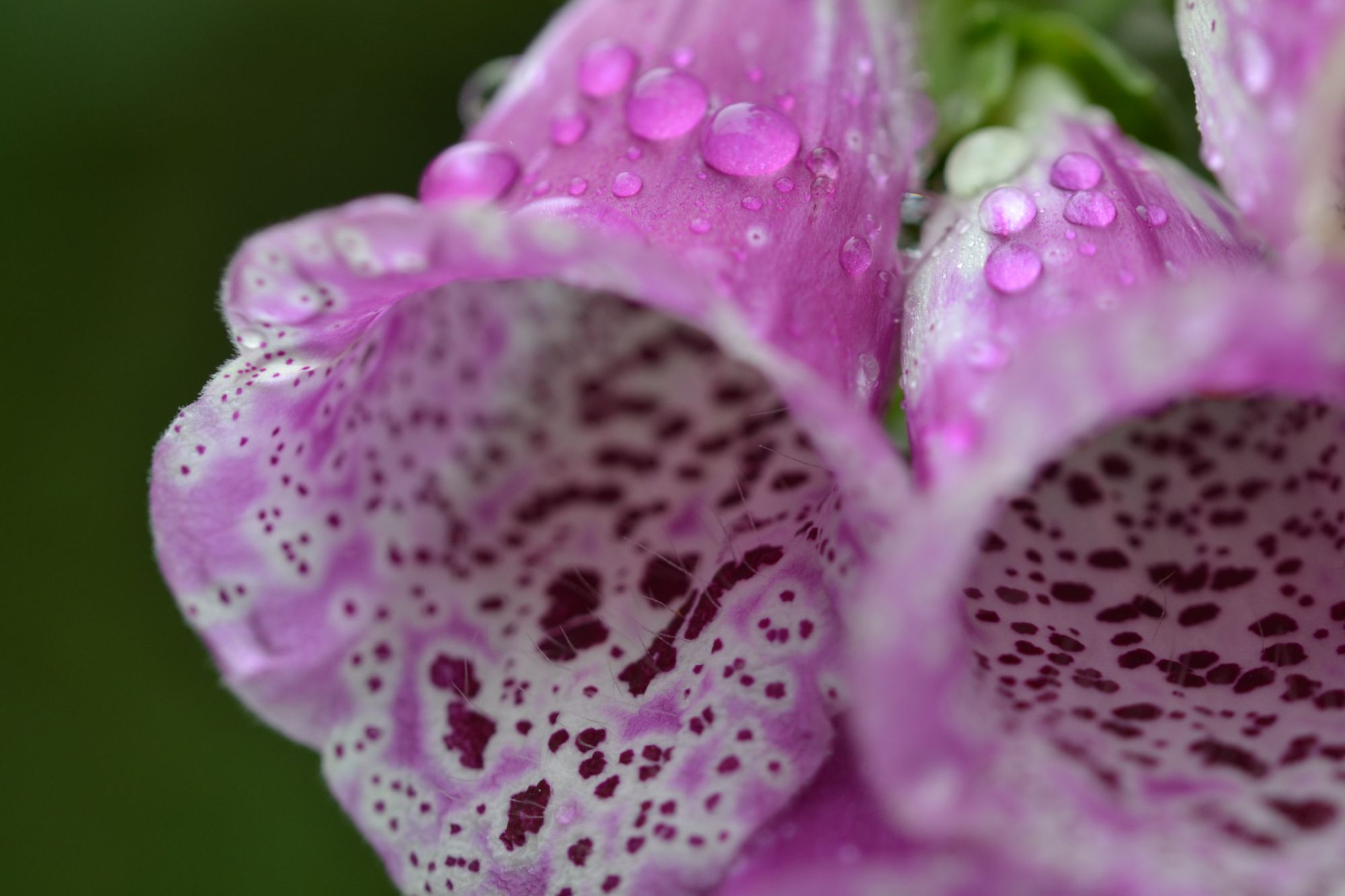 foxglove flowers