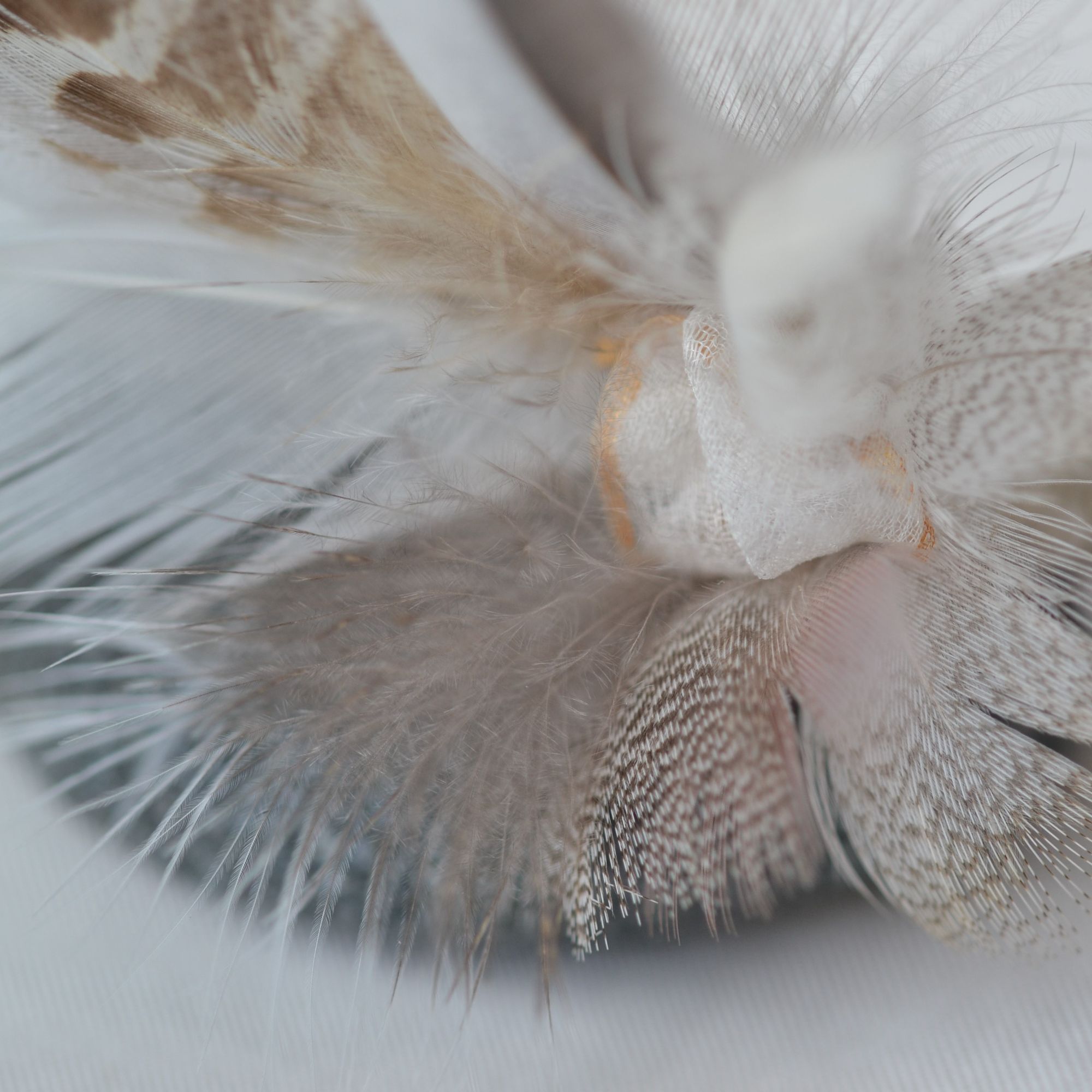 buttonhole