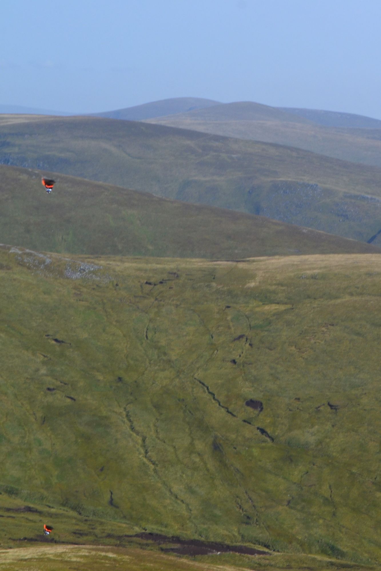 butterflies in the hills