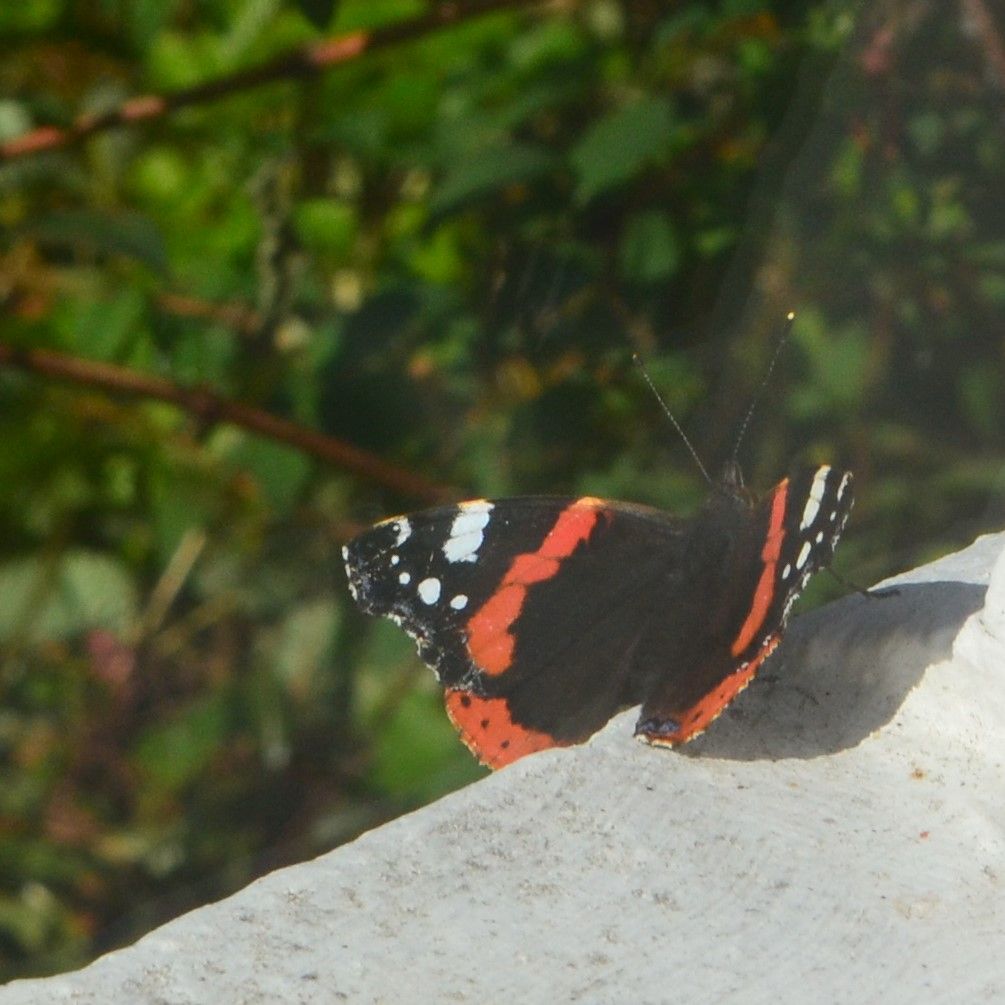 red admiral