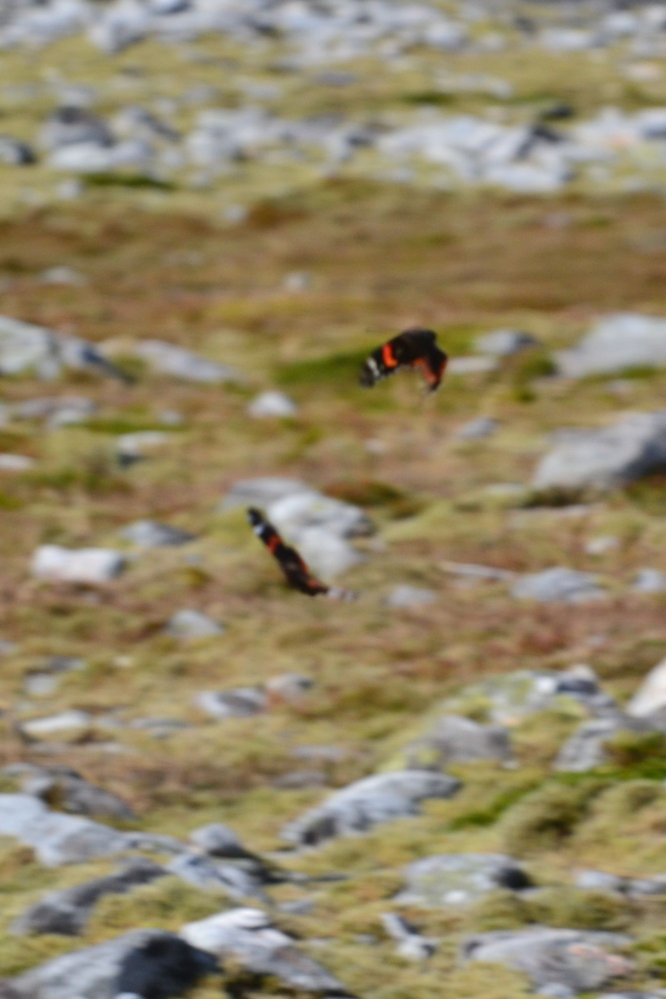 red admirals