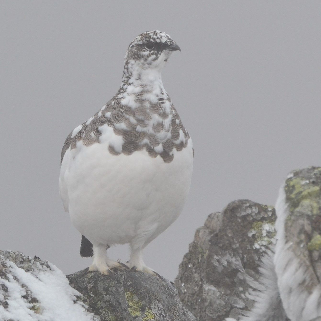 ptarmigan